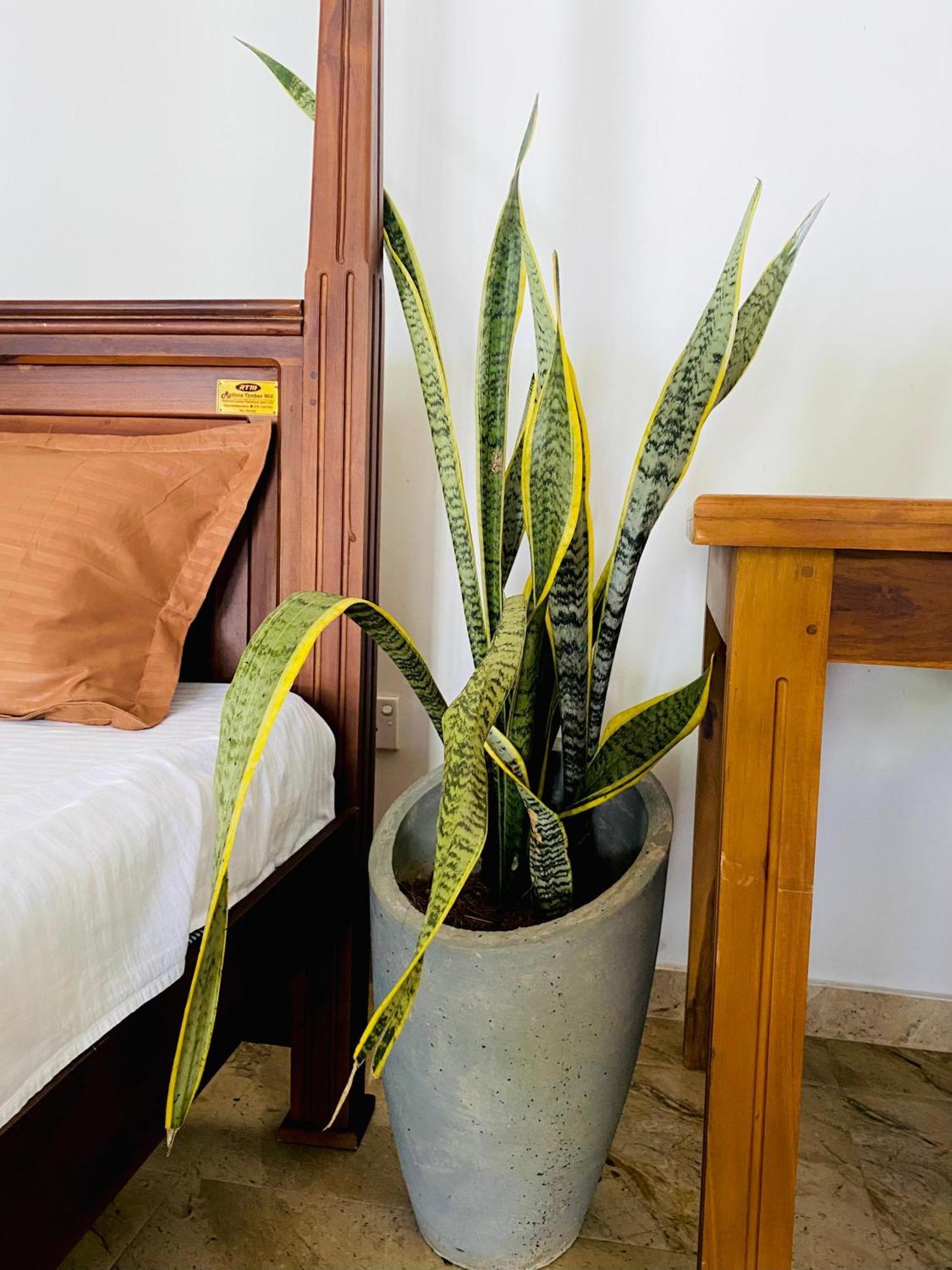 Sasmika Villa Surf And Yoga Hostel Weligama Dış mekan fotoğraf